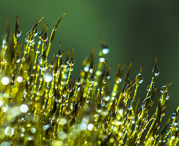 morning dew, moss, dew, morning, nature, grass, leaf