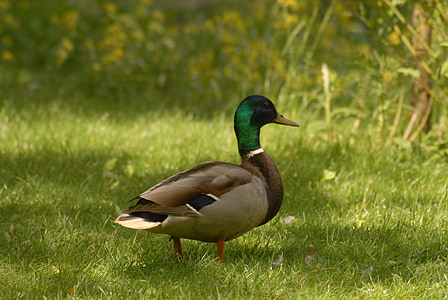duck, park, bird, meadow