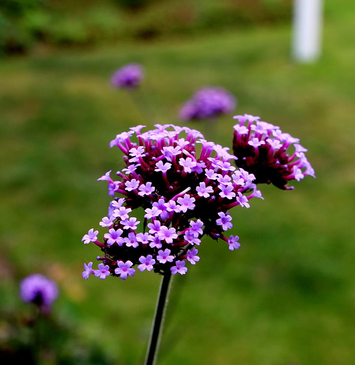 Verbena, sporýšovité, purpletop sporýš, fialová, květ, zelená, květ