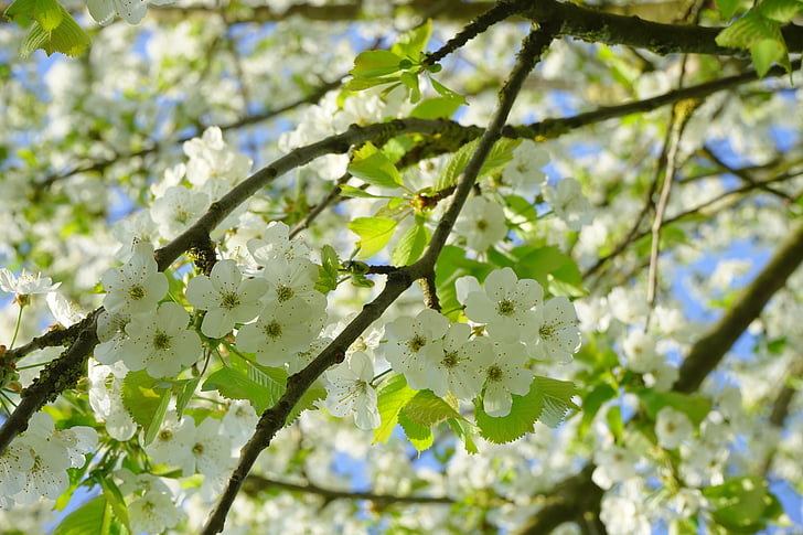 cirerer, flors, blanc, arbre, floració branqueta, branca, cirerer