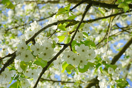 kirsebærblomster, blomster, hvid, træ, blomstring kvist, gren, Hæg