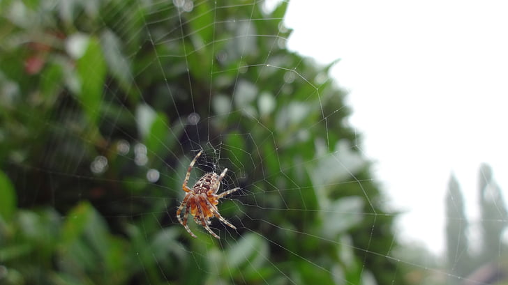 gir, web, aranya de jardí, animal, natura, aranyes, teranyina