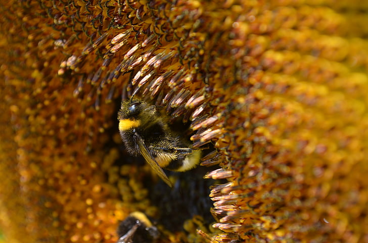 Hummel, arı polen, nektar, toplamak, Ayçiçeği, Kapat, böcek
