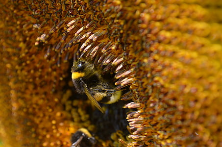 Hummel, lebah serbuk sari, nektar, mengumpulkan, bunga matahari, Tutup, serangga
