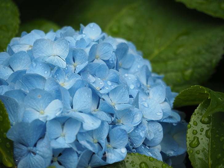 Hydrangea, kukat, kasvi, pisara vettä, sinisiä kukkia, sadetta, sadekausi