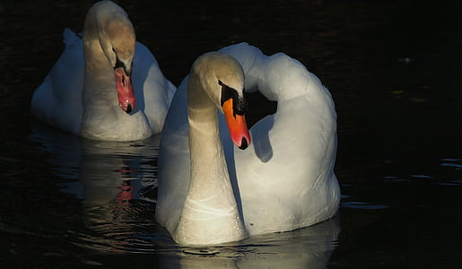 swans, animals, bird, nature, lake, white, swan
