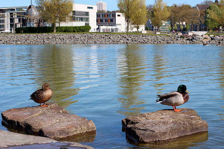 duck, pair, mallards, water, plumage, two, water bird