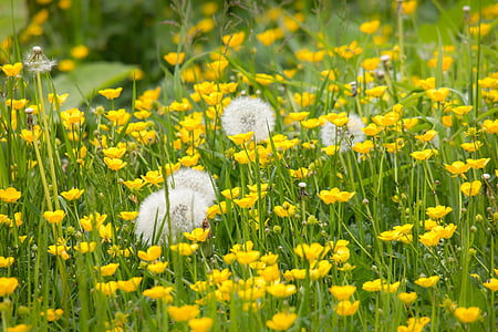 dandelion, buttercup, sharp buttercup, yellow, spring, summer, flowers