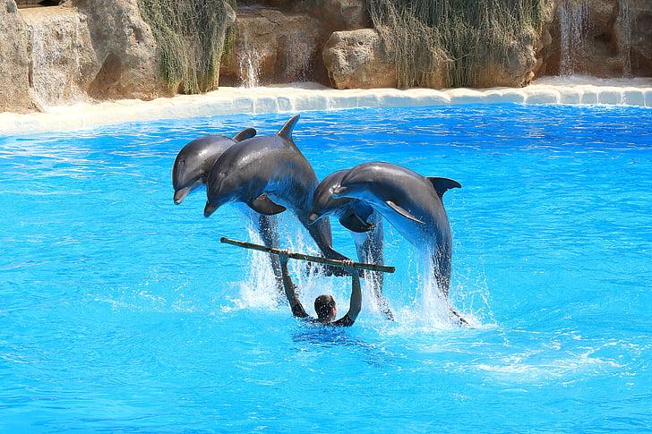 delfiinid, eelvaade, Delfin, karja, hüpata, dolphinarium, hüpata vette