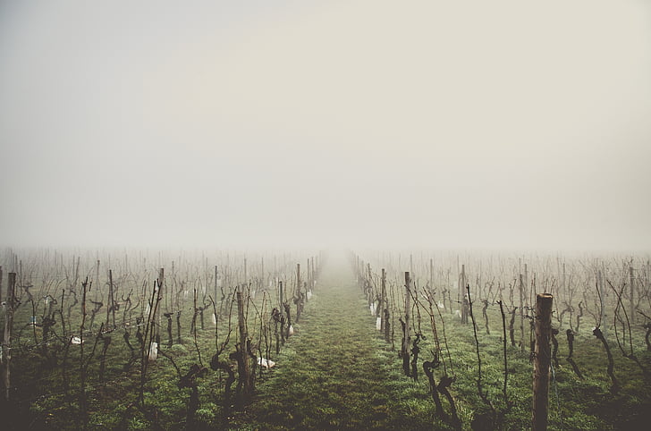 country, wine, grape, vines, fog, mysterious, field