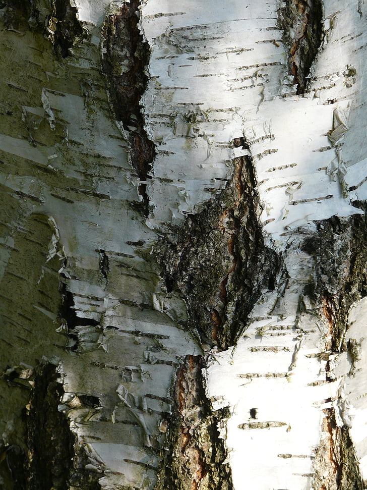 birch, bark, strain, forest, tree bark, trunk, deciduous tree