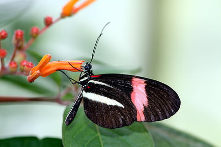 piccolo postbote, farfalla, Melpomene, nero, rosso, bianco, chiudere