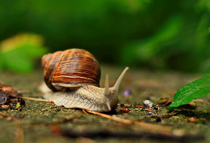 snail, autumn, green, shell, nature