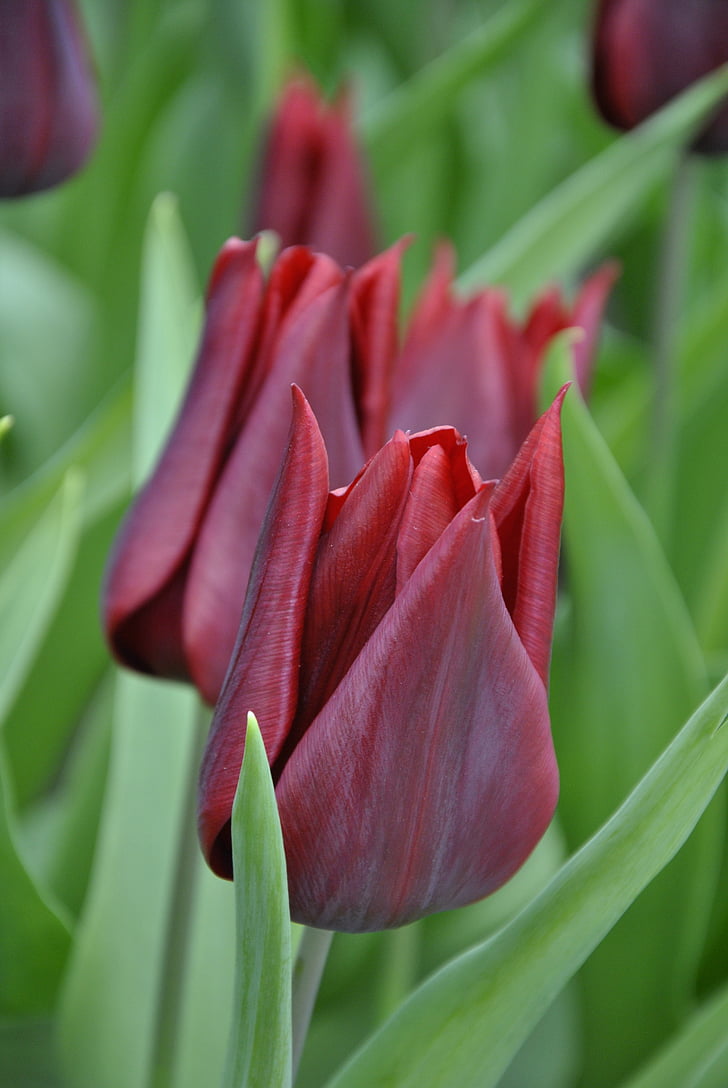 tulipes, Holland, printemps, fleurs de printemps, tulipes de Hollande