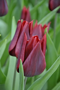 tulipani, Nizozemska, proljeće, proljeće cvijeće, Nizozemskoj tulipani