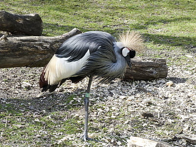 Grua coronada gris, grues, ocell, Àfrica, Tanzània, Corona de primavera, balearica regulorum