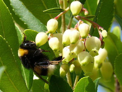 bumblebee, drone, strawberry tree, arbutus flower, libar