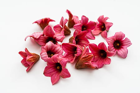 brachychiton bidwillii, цветя, розово, растителна, Красив, цветове