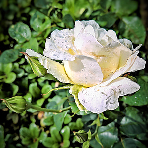 Rose, floribunda, blanc, s’épanouit, pétales délicats, beaucoup de gouttes de pluie, fermer