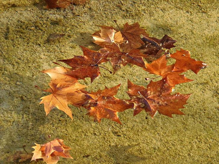 листа, Есен, вода, на водата, Есенни листа, златна есен, мокър