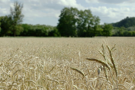 polje pšenice, krajolik, ljeto, žetva, pšenica, nebo, oblaci