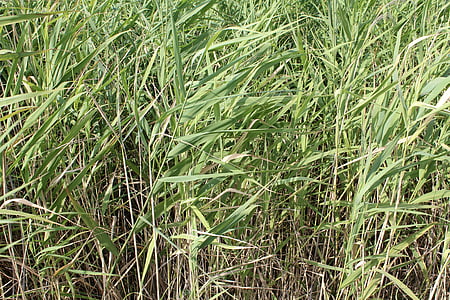bambus, bambusowej trawy, zielony, tekstury, tło, tapeta