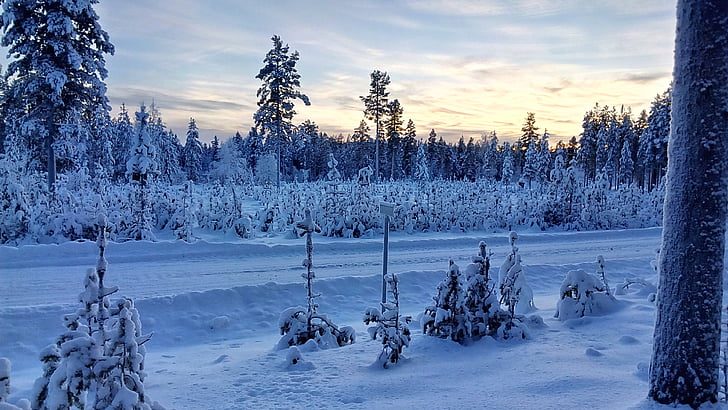Lapland, Sverige, vinterlige, sne, vinter, natur, skov
