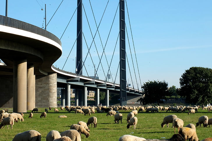 ponte, Rheinbrücke, ponte pênsil, ponte de Rhine do joelho, Düsseldorf, ovelhas, arquitetura