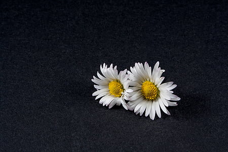 Daisy, fleur, fermer, nature morte, Blossom, Bloom, jaune