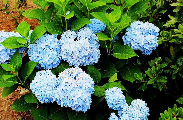flors, hortènsies, blau, jardí, natura