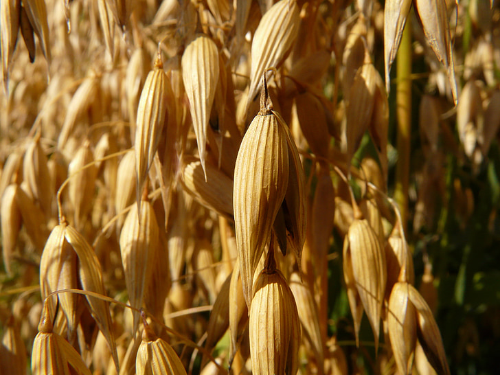 avoine, champ d’avoine, terres arables, céréales, grain, champ de maïs, Agriculture