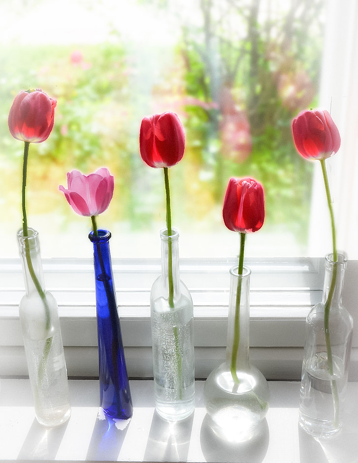 pavasarį, tulpė, butelis, gėlė, šviesos, langas