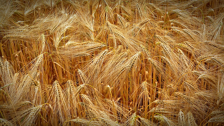 cereals, grain, field, golden yellow, plant, nature, field crops