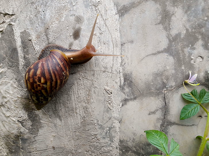 animal, mollusk, natural, nature, slow, slug, snail