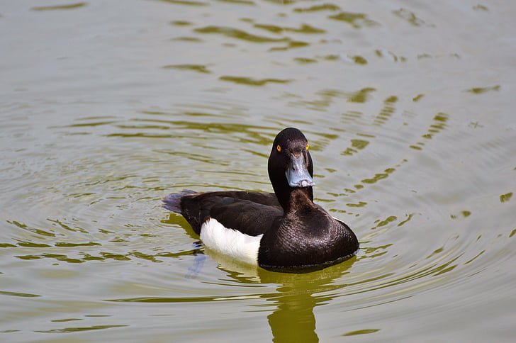 duck, water bird, row pension, duck bird, pond, bird, water