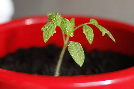 tomate, planta de semillero, planta, semilla, motor, bote rojo, planta verde