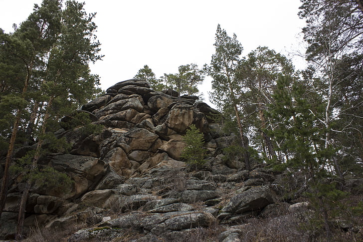 nature, forest, trees