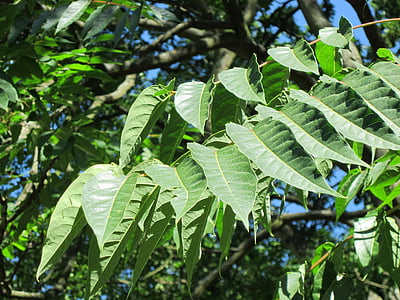 Ailanthus altissima, Ailanthus, koka Heaven, koks, augu, Flora, botānika