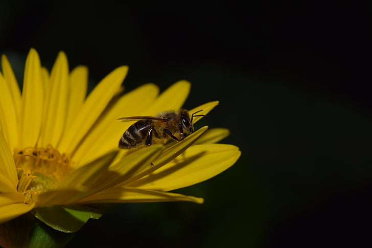 Sun flower, Bee, Night fotografi, Luk, gul, Blossom, Bloom