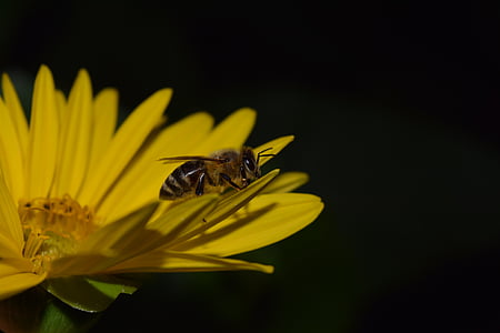 sun flower, bee, night photograph, close, yellow, blossom, bloom