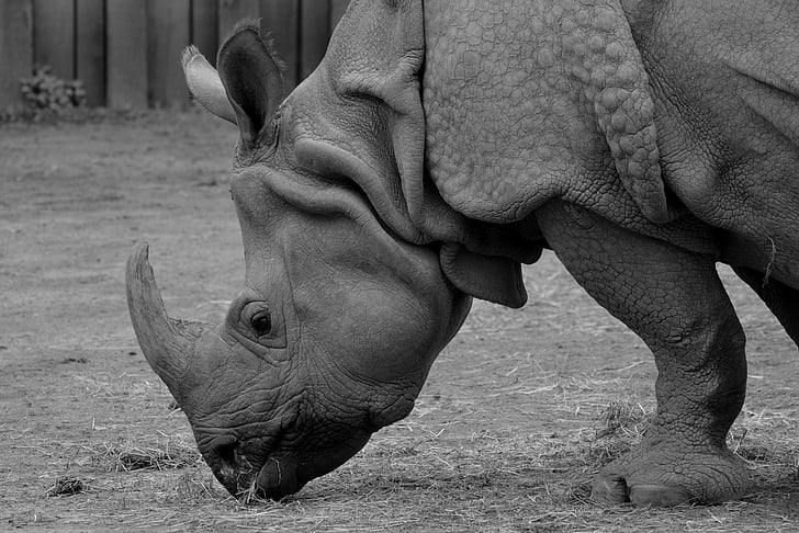 rinoceront, animal, rinoceront, mamífer, vida silvestre, natura, Àfrica