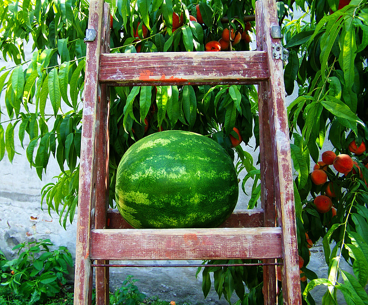 melon, vannmelon, frukt