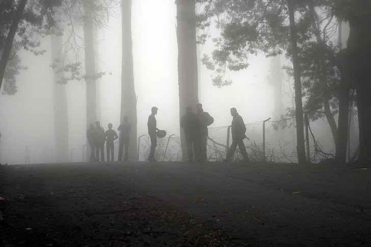 fog, mist, landscape, forest, nature, dark, misty