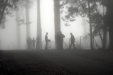 brouillard, brume, paysage, Forest, nature, sombre, brumeux