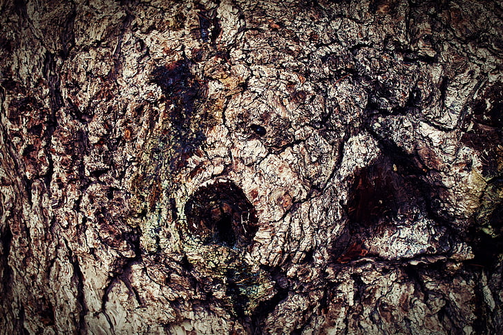 bark, wood, tree bark, tree, texture