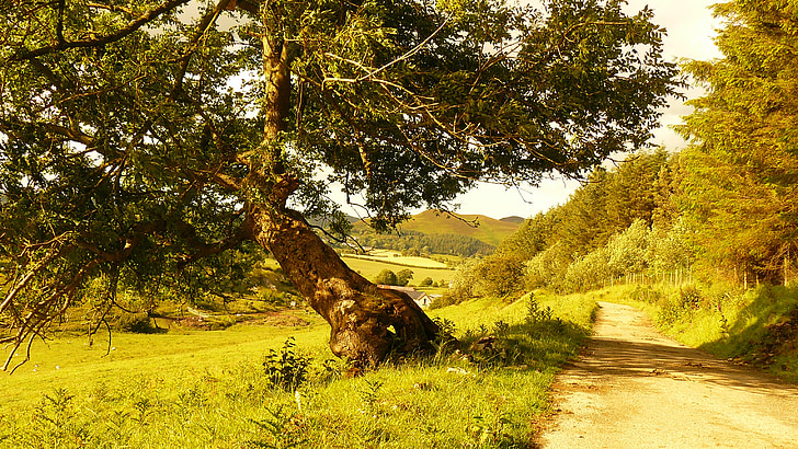 árbol, Ruta de acceso, paisaje, naturaleza, verde, Scenic, luz
