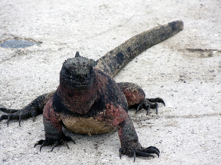 sale, acqua, Iguana, chiudere, Galapagos, Isole, Ecuador