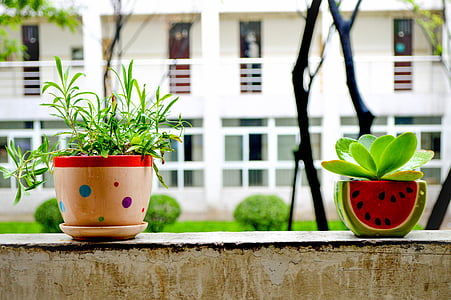 Bonsai, estate, natura morta, casa fiori, pianta d'appartamento