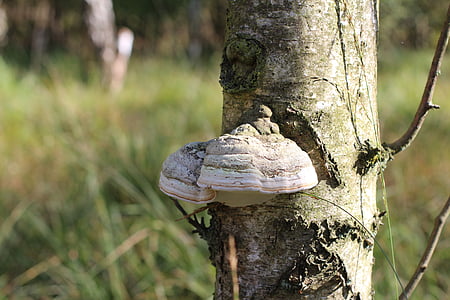 fungo de árvore, cogumelo, árvore, cogumelos na árvore, baumschwamm, natureza