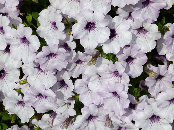 ホワイト, 紫, ペチュニア, 香りのよい, 植物, 花, 自然